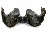 Wide Woolly Mammoth Lower Jaw With M Molars - Poland #357012-5